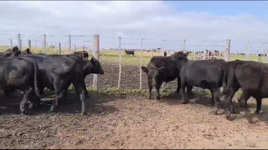 Lote 20 Terneros en Olavarria