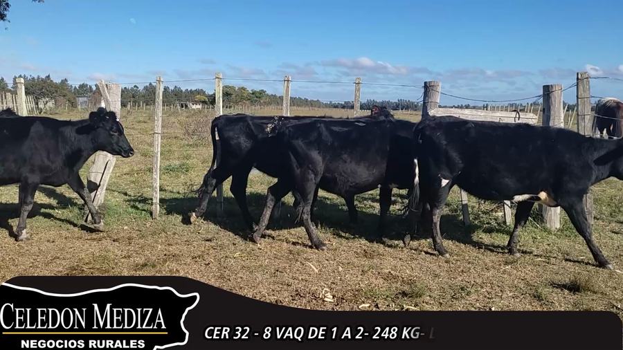 Lote 8 Vaquillonas 1 a 2 años en Canelones, Canelones