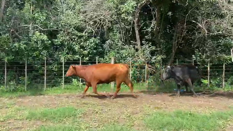 Lote 18 Vacas Nuevas PÑ en Bolivar