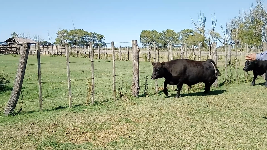 Lote 25 Terneros/as en Salazar, Buenos Aires