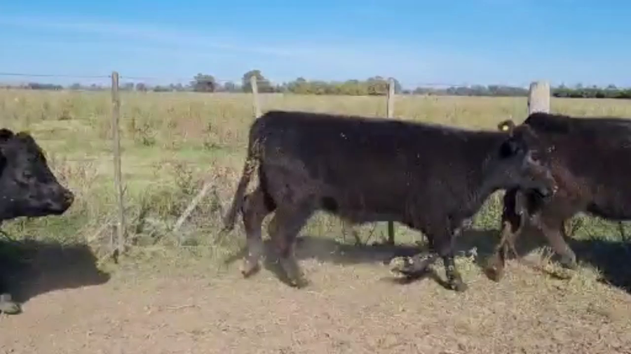 Lote 40 Terneros/as en Lezama, Buenos Aires