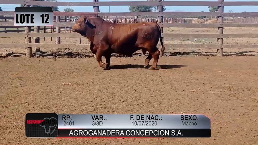 Lote Nacional de Otoño Brangus Campo - Lote 12