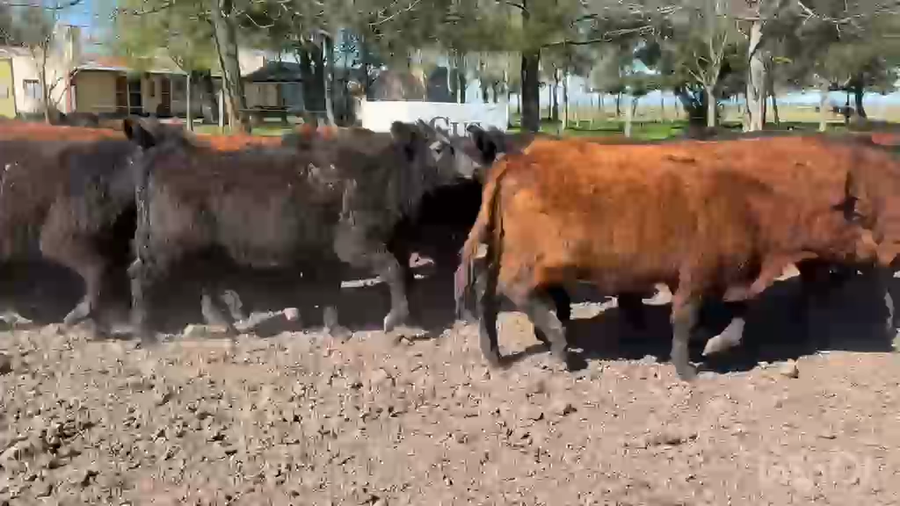 Lote 65 Terneras