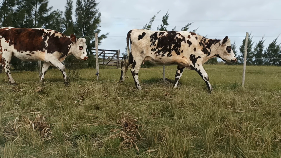 Lote 2 Vacas de Invernada en Carreta Quemada, San José