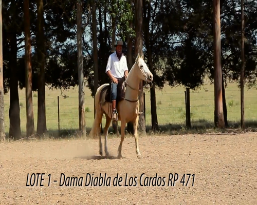 Lote DAMA DIABLA DE LOS CARDOS