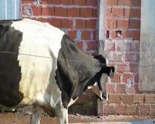 Lote VAQUILLONAS Y VACAS EN PRODUCCION