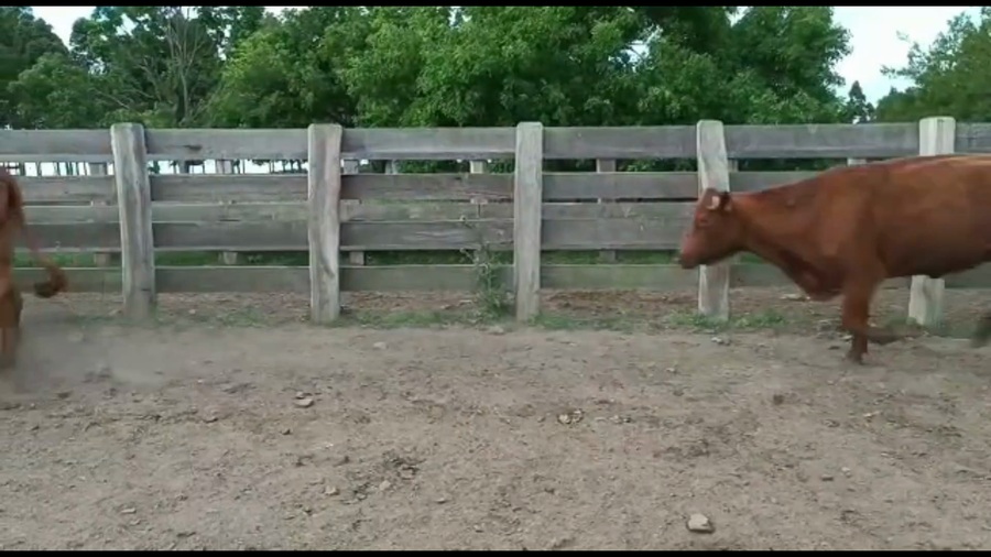 Lote 31 Vacas preñadas en Bañado de Medina, Cerro Largo