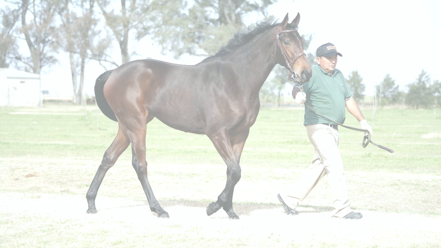 Lote MY HEREDERA (MANIPULATOR -  HEREDITARY)