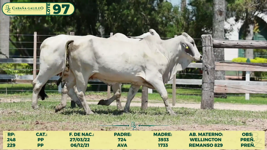 Lote LOTE 97
