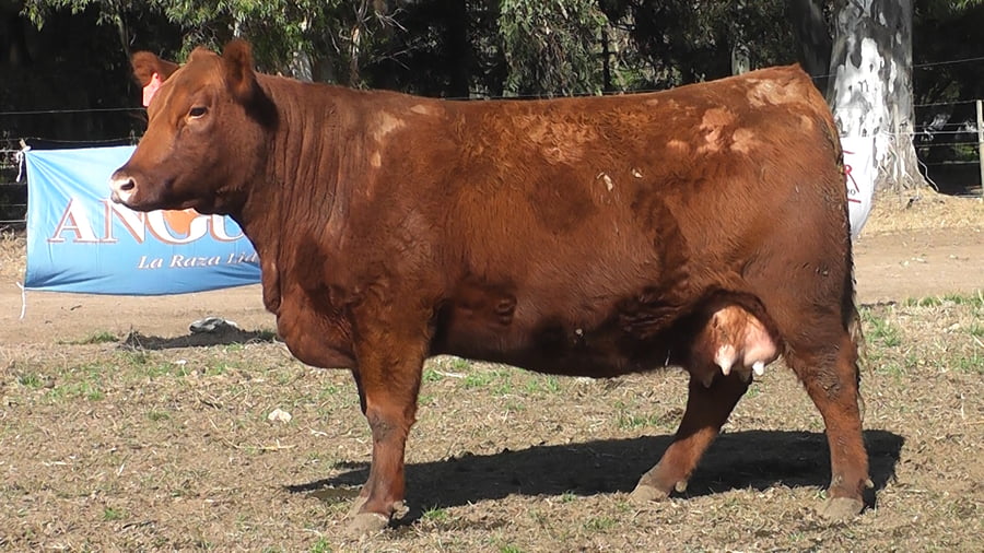 Lote VAQUILLONAS PURAS DE PEDIGREE