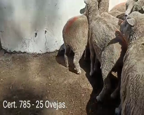 Lote OVEJAS