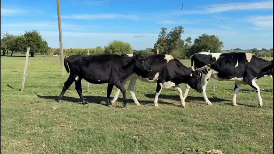 Lote VAQUILLONAS 1 a 2 AÑOS