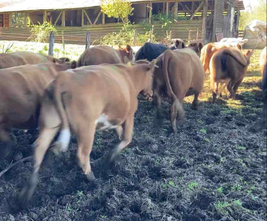 Lote 26 Vaquilla Engorda en Frutillar, X Región Los Lagos