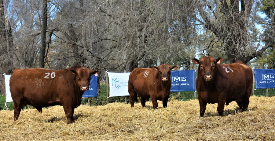Lote "Cabaña ""La Marianita"" Toros Angus PC"