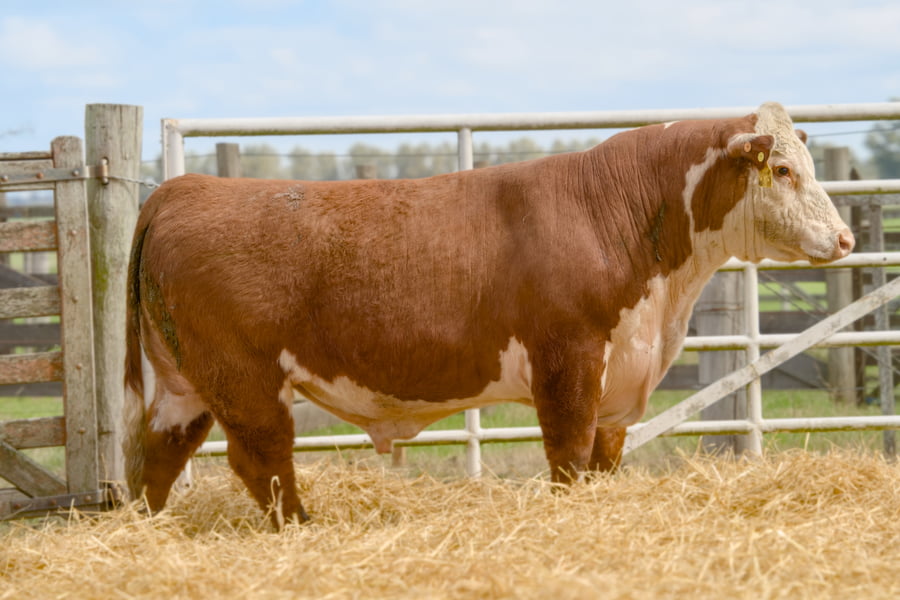 Lote Lote 11