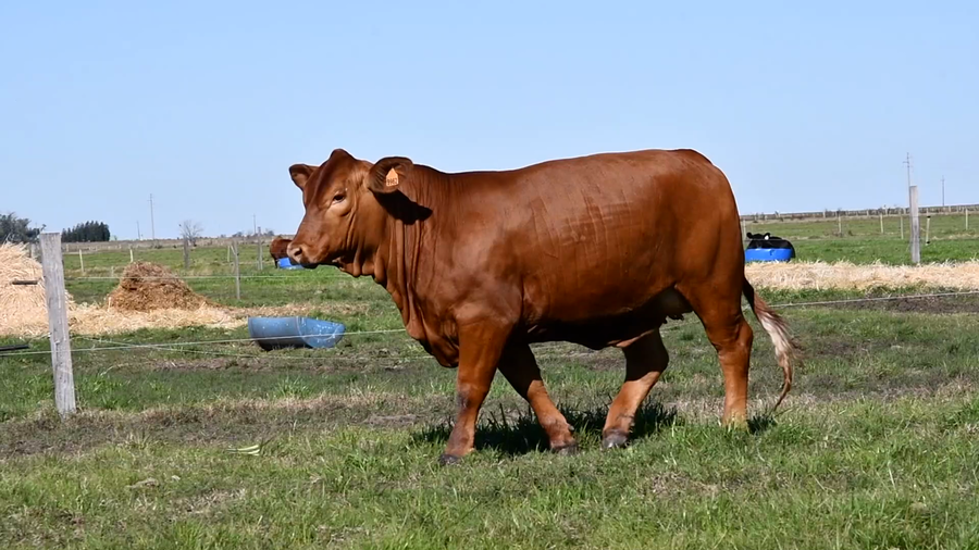 Lote "Cabaña El Tacurú" - TACURU ACORAZADO DON CIRIACO 134 TE