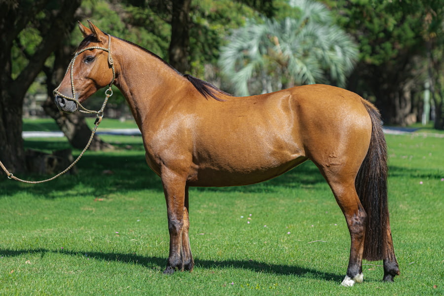 Lote Consejero Hendija