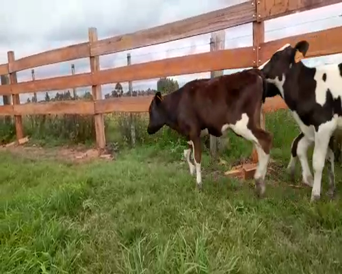 Lote (Vendido)7 Terneros HOL a remate en Entre Martillos 75-95kg -  en RUTA 3