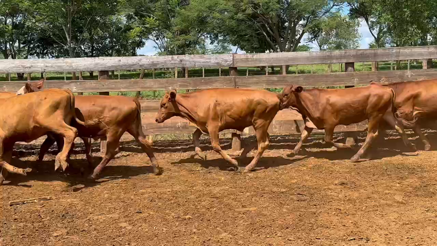 Lote 80 Novillos en Posadas, Misiones