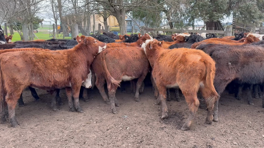 Lote 60 Terneras en Buenos Aires, Azul