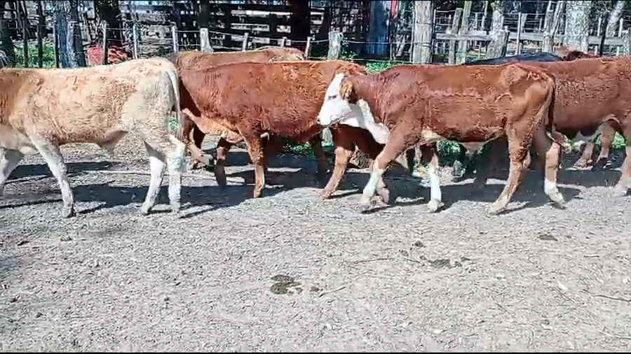 Lote 40 Terneros en Virasoro, Corrientes