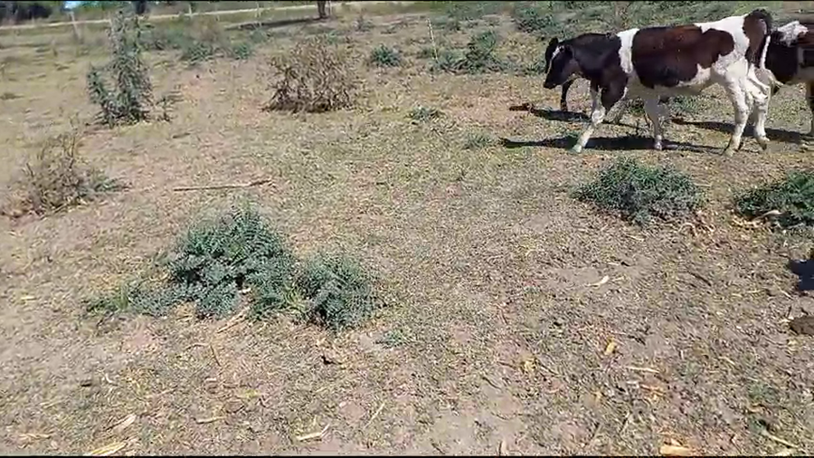 Lote 26 Novillitos Holando Argentino en Brinkmann, Córdoba