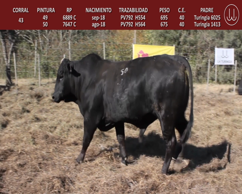 Lote TOROS BRANGUS DE CABAÑA LA TURINGIA