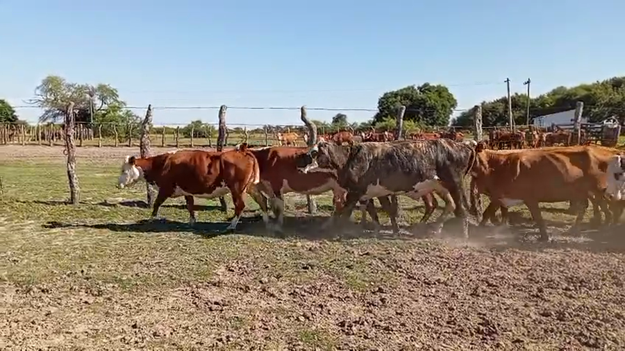 Lote 12 Vacas de invernar