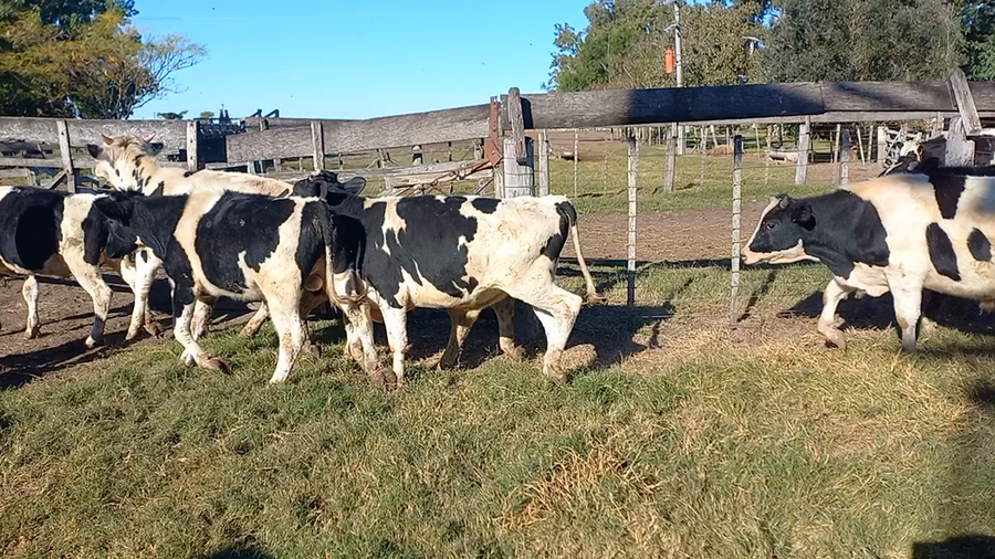 Lote 30 Mej Liviano Holando Argentino en Fidela, Santa Fe