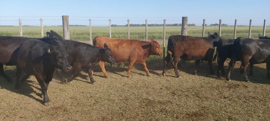 Lote 75 Vaquillonas en Tres Arroyos, Buenos Aires