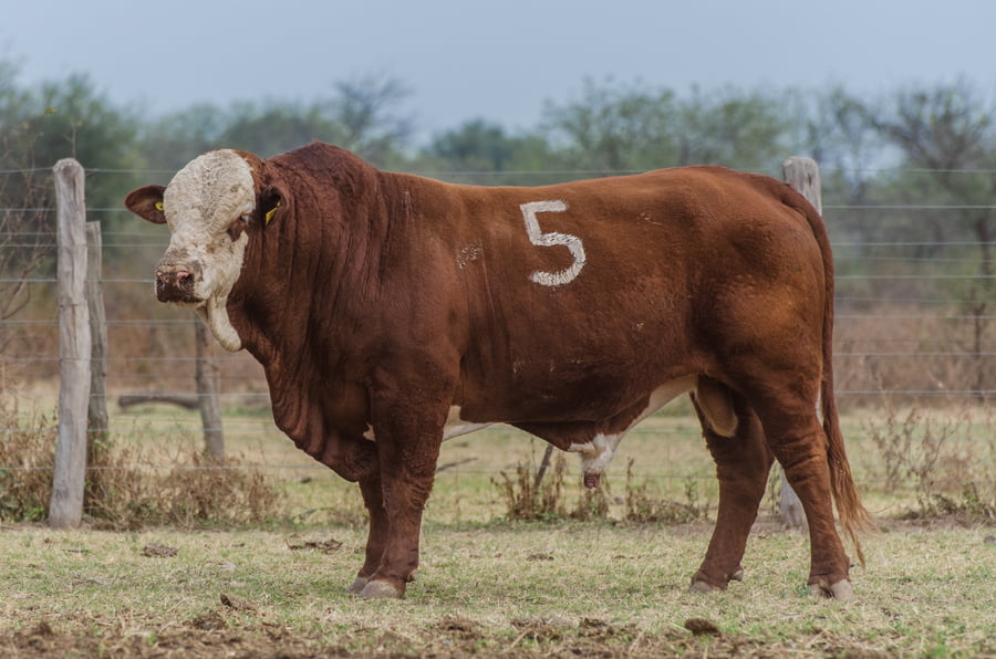 Lote Corral 12/13 - CABAÑA MILENA