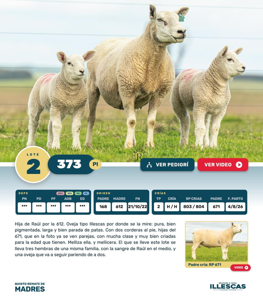 Lote Lote 2