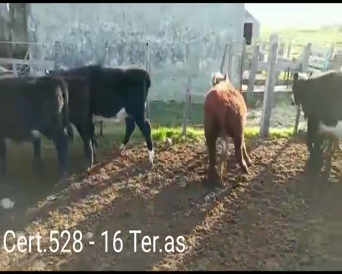 Lote (Vendido)16 Terneras 8 AA/ NO - 5AA/ HE - 1HE - 2RA a remate en Remate virtual de Coco Morales & Asoc. 174kg -  en Cuchilla del Perdido a 17km de Cardona por camino vecinal.
