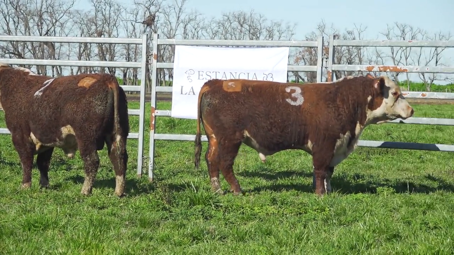 Lote Toros HEREFORD