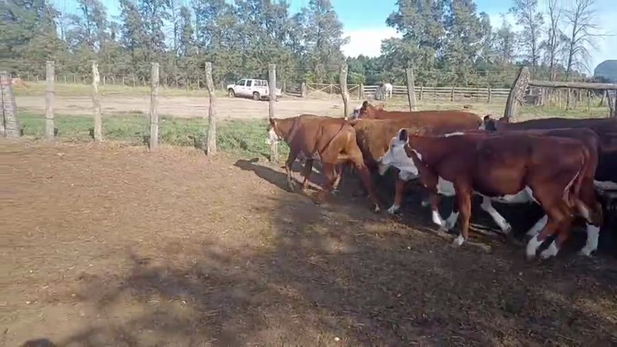 Lote 28 Terneros en Corrientes, Curuzu Cuatia