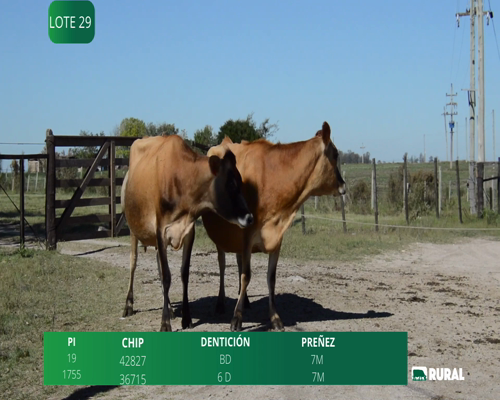 Lote VACAS SECAS PREÑADAS PI