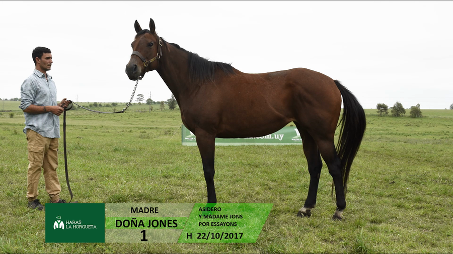 Lote DOÑA JONES