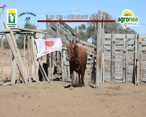Lote TOROS SAN IGNACIO "LA MISION"
