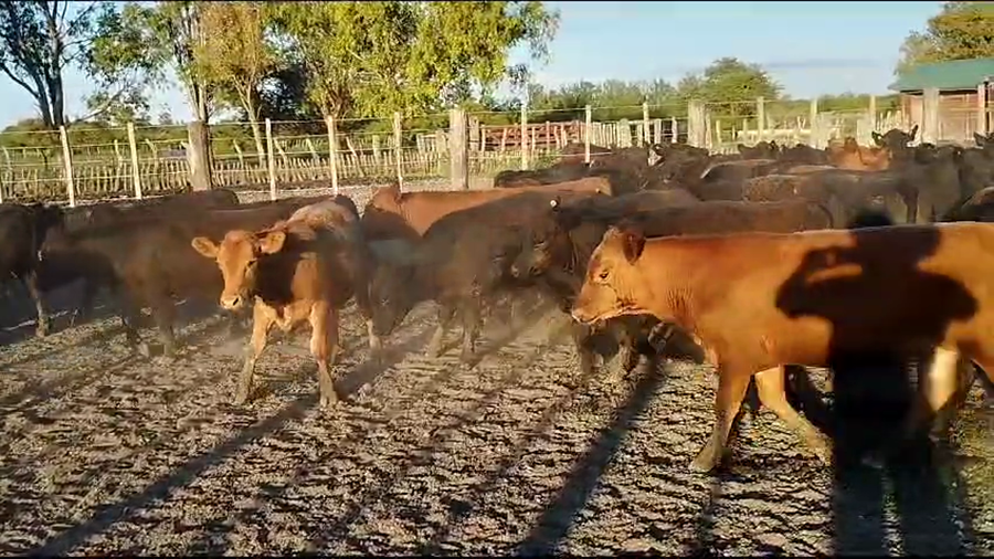 Lote 70 Terneros/as en Buenos Aires, Pehuajó