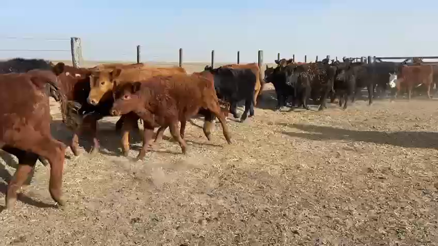 Lote Terneros/as en Carlos Tejedor, Buenos Aires