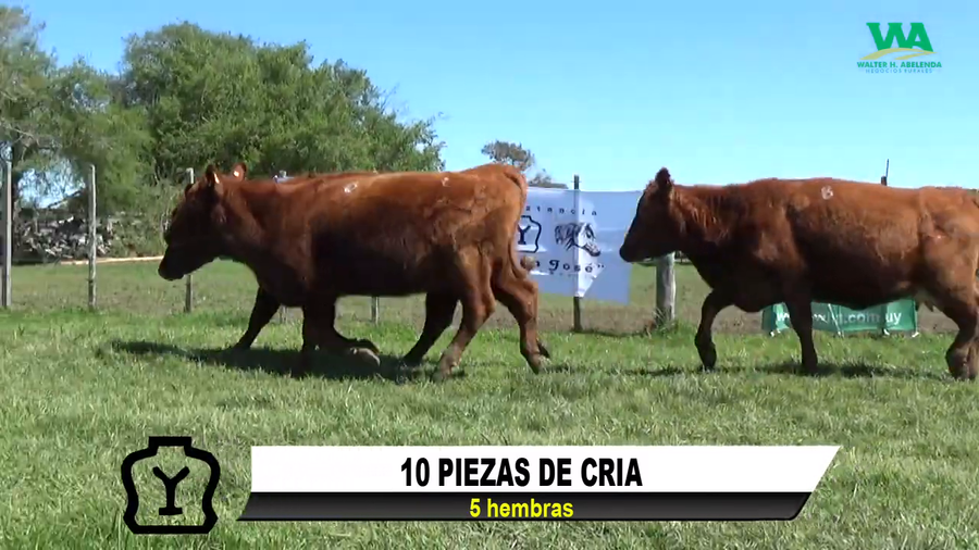 Lote 10 PIEZAS DE CRIA (5 H)