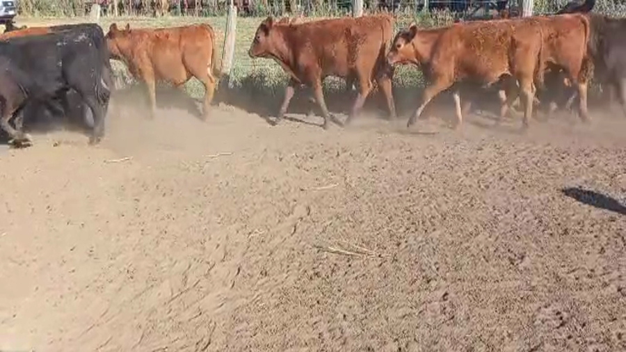 Lote 70 Terneros en Daireaux, Buenos Aires