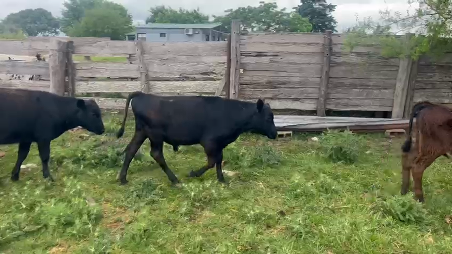 Lote 19 Terneros a remate en Pantalla Camy, San José