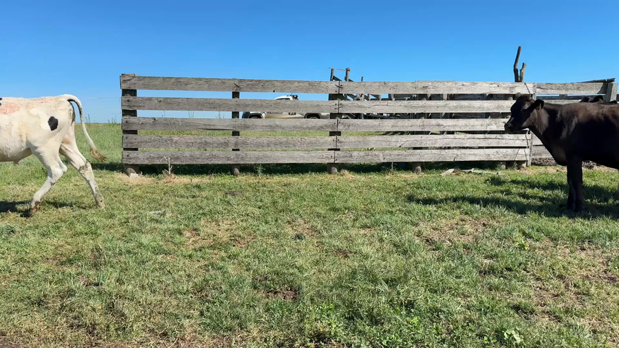 Lote NOVILLOS 1 a 2 AÑOS