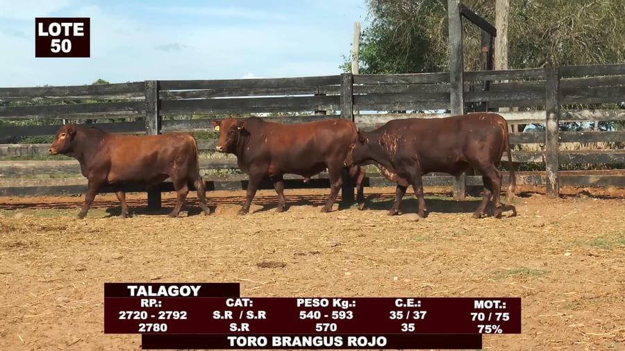 Lote Cabañas de Tradición - Lote 50