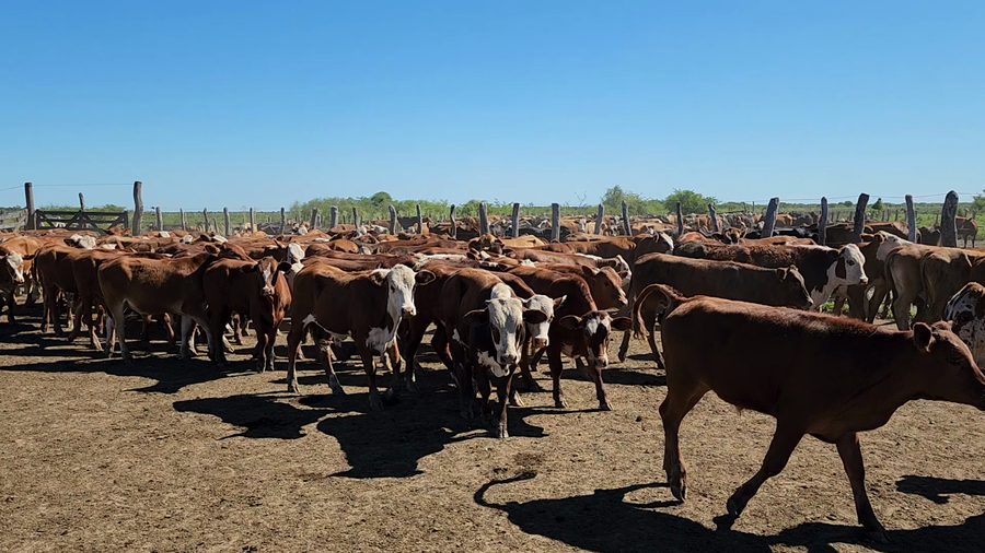 Lote 240 Terneros en Itatí, Corrientes