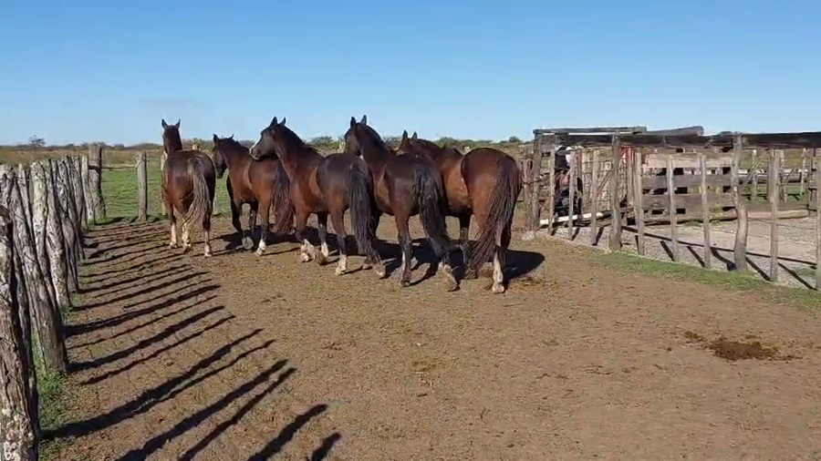 Lote 1 Montados en Corrientes, Curuzú-Cuatiá