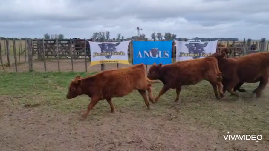 Lote 40 Terneras en Brandsen, Buenos Aires