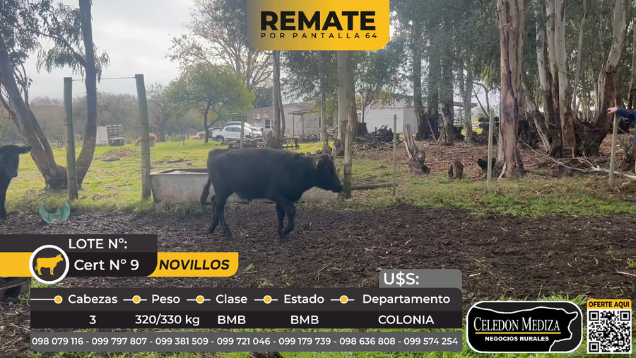 Lote 3 Novillos en Juan Gonzalez, a 7 km de Carmelo, Colonia