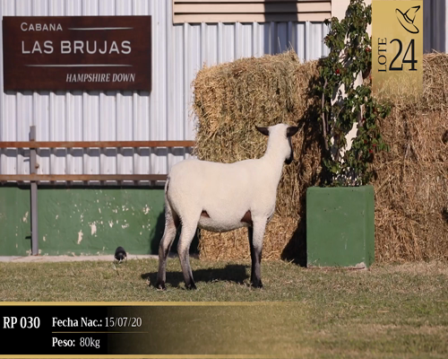 Lote Borregas a remate en Cabaña Las Brujas, San José